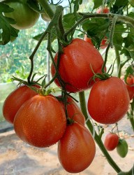 red giant pear gran sasso